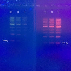 Nucleic Acid Dyes and Protein Visualization