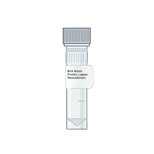 BirA Biotin Protein Ligase, Recombinant - Biotinylation Tools - Proximity Labeling