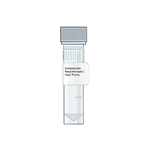 Recombinant Streptavidin Protein Solution (5 mg/mL) Vial - Amid Biosciences