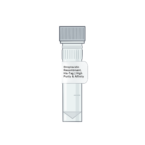 Recombinant Streptavidin Protein with N-terminal His-Tag for Biotinylation and Affinity Purification from Amid Biosciences.
