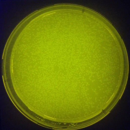 DH5-alpha E.coli Competent Cells for Library Preparation | DNA Plasmid | Polymerase Chain Reaction |