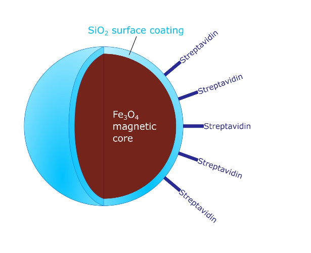 Structural diagram of High Capacity Streptavidin SilaMag Functionalized Magnetic Nanoparticles - Amid Biosciences