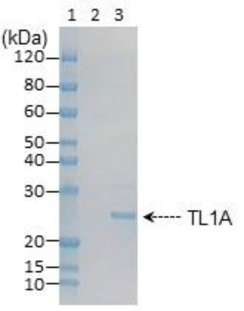 Amid Biosciences image SDS-PAGE gel analysis of purified recombinant human TL1A protein (TNFSF15) monomer at approximately 25 kDa under reducing conditions, demonstrating high purity.
