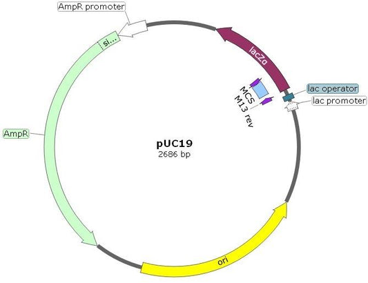 pUC19 DNA Plasmid Cloning Vector in E.coli. Lactose-negative, ampicillin-resistant. Bacterial Transformation control