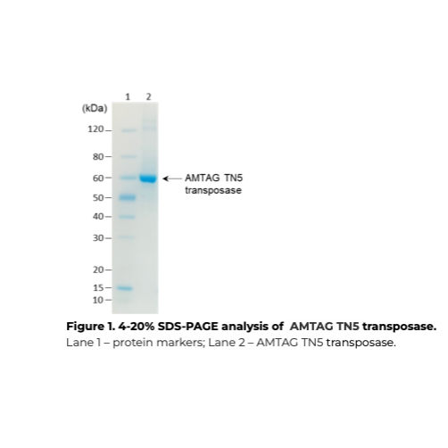 SDS-PAGE gel with protein markers and AMTAG TN5 transposase, labeled with lane numbers and molecular weight scale.