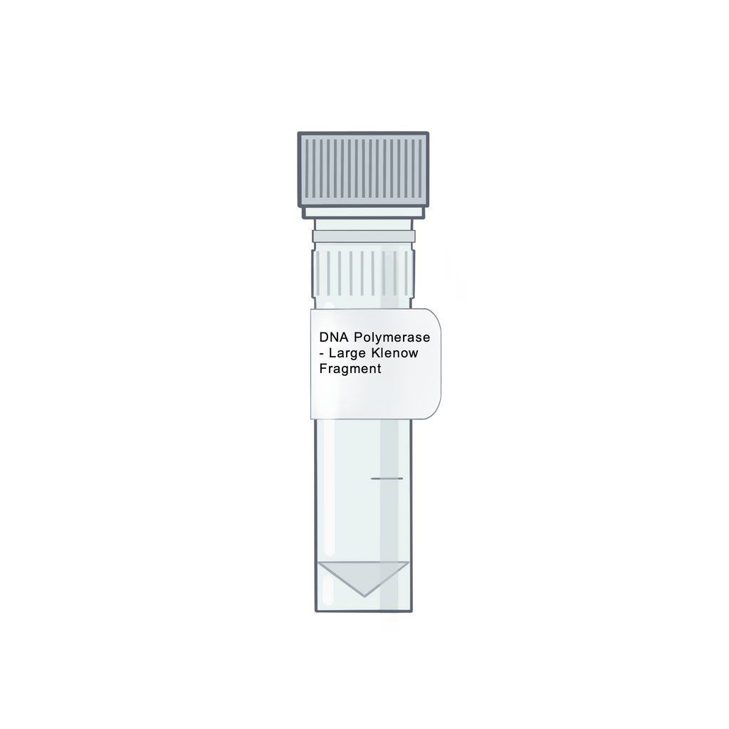 DNA Polymerase - Large Klenow Fragment - Polymerases & PCR