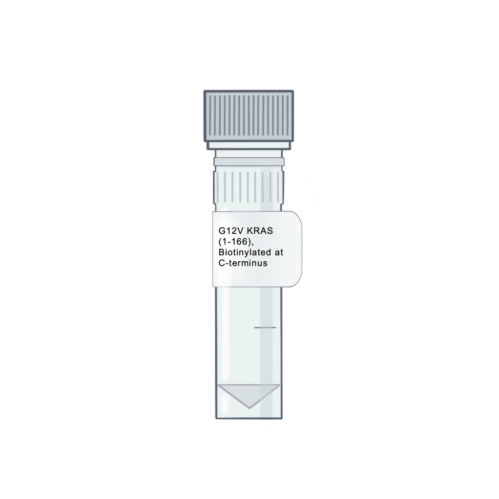 G12V KRAS(1-166), Biotinylated at the C-terminus - RAS Protein