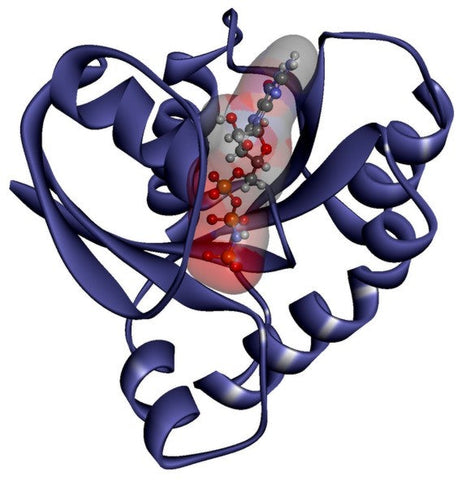 KRAS G12C, Y96D Protein, Human, Recombinant, Biotinylated