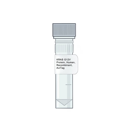 KRAS G12V Protein, Human, Recombinant, AviTag - RAS Proteins