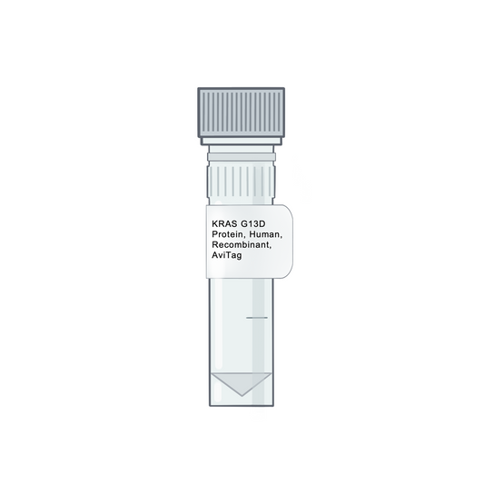 KRAS G13D Protein, Human, Recombinant, AviTag - RAS Proteins