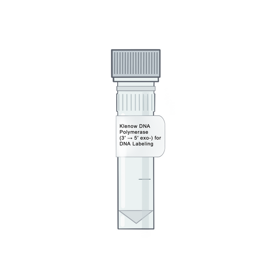 Klenow DNA Polymerase (3′ → 5′ exo-) for DNA Labeling - Polymerases & PCR