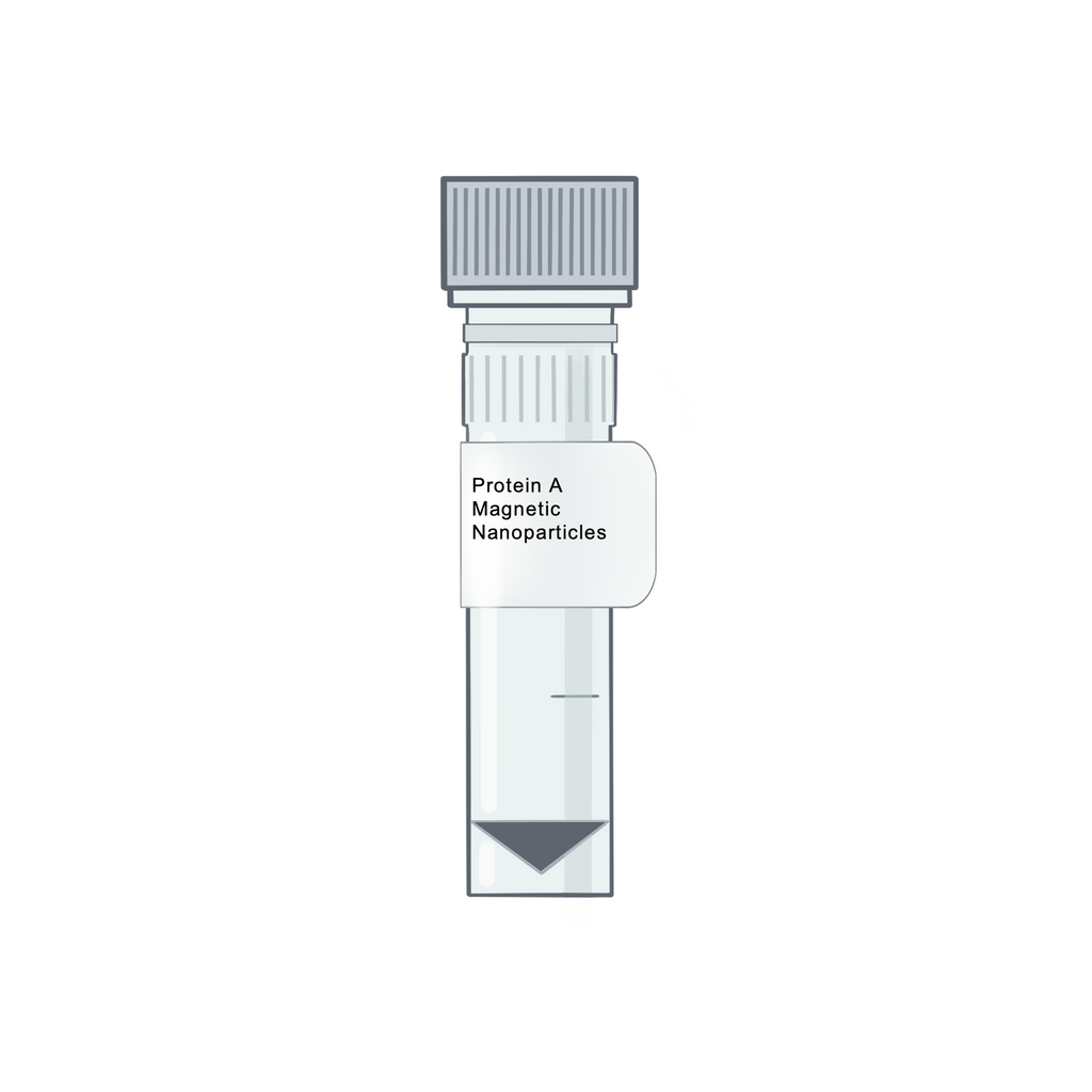 Protein A Magnetic Nanoparticles - Magnetic Nanoparticles