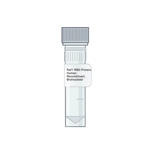 Raf1 RBD Protein, Human, Recombinant, Biotinylated - RAS Protein