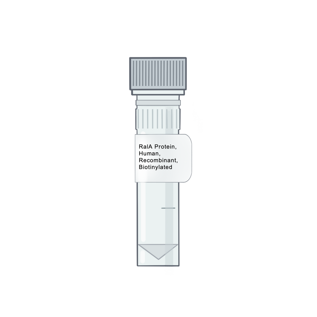 RalA Protein, Human, Recombinant, Biotinylated - RAS Protein