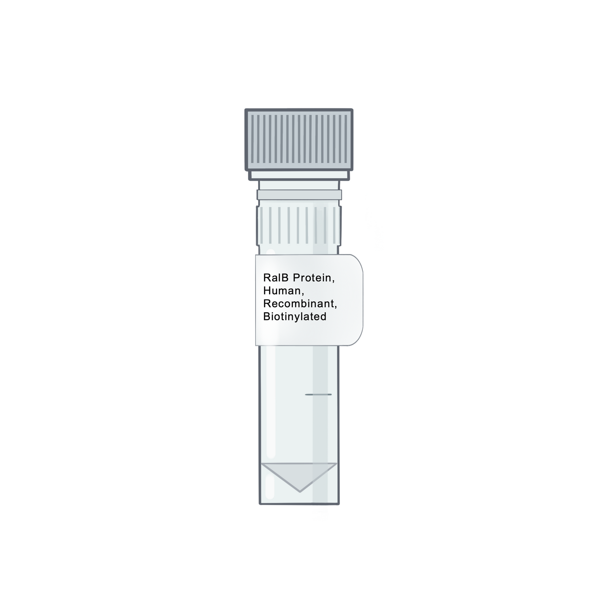 RalB Protein, Human, Recombinant, Biotinylated - RAS Protein