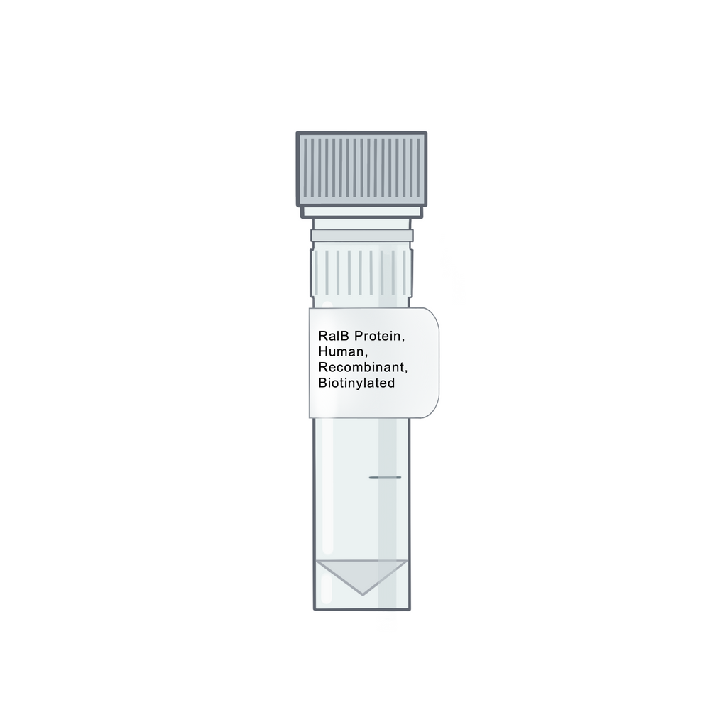 RalB Protein, Human, Recombinant, Biotinylated - RAS Protein