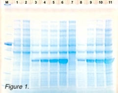 Analysis of Red Fluorescent Protein (RFP) expression by SDS-PAGE