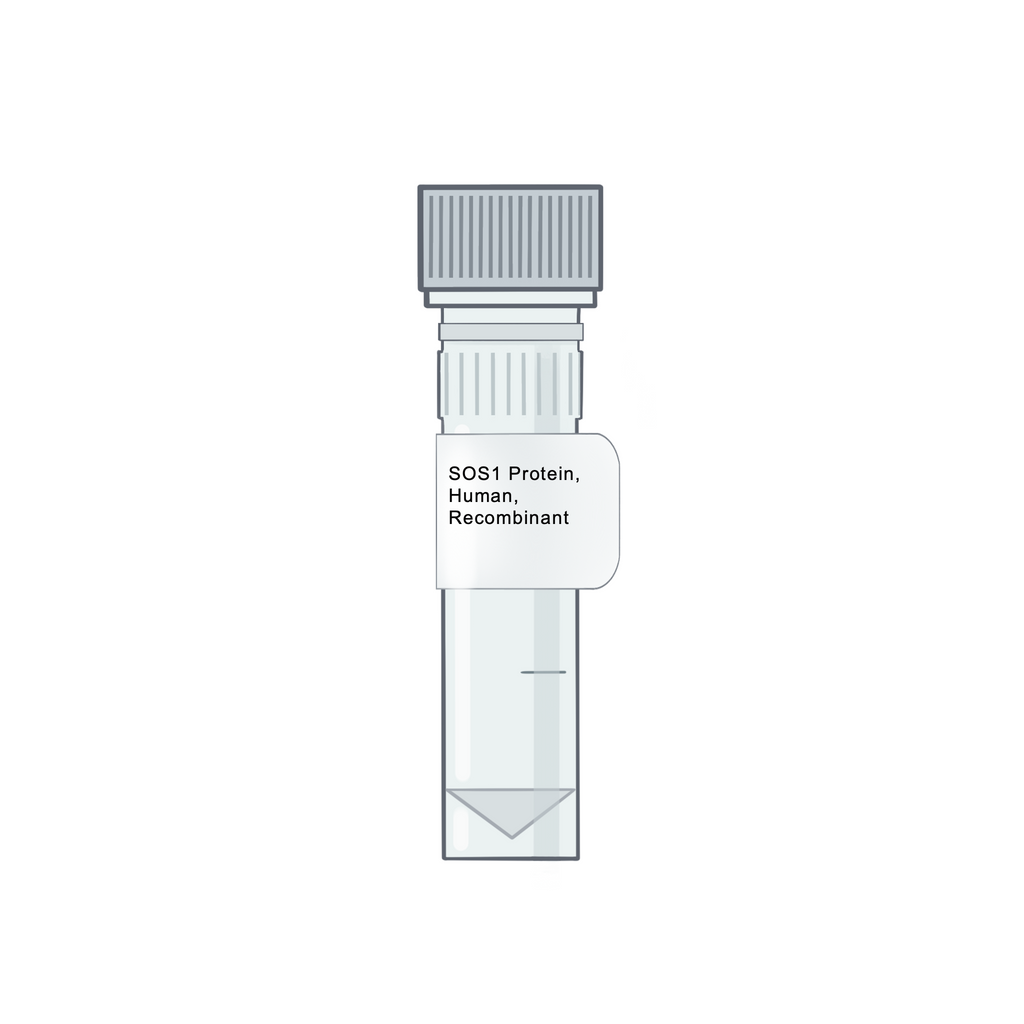 SOS1 Protein, Human, Recombinant - RAS Protein