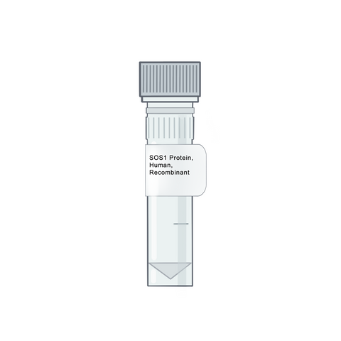 SOS1 Protein, Human, Recombinant - RAS Protein