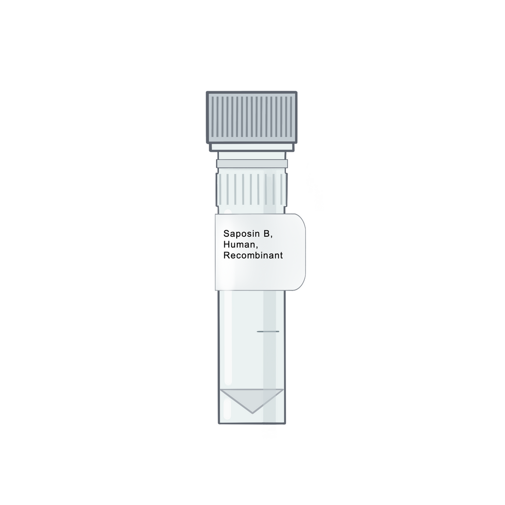 Saposin B, Human, Recombinant - Recombinant Protein