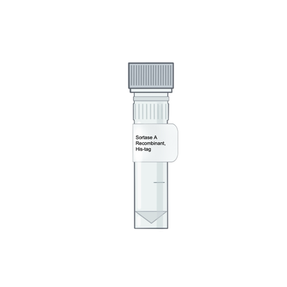Vial of Recombinant Sortase A Enzyme for LPXTG ligation and protein labeling.