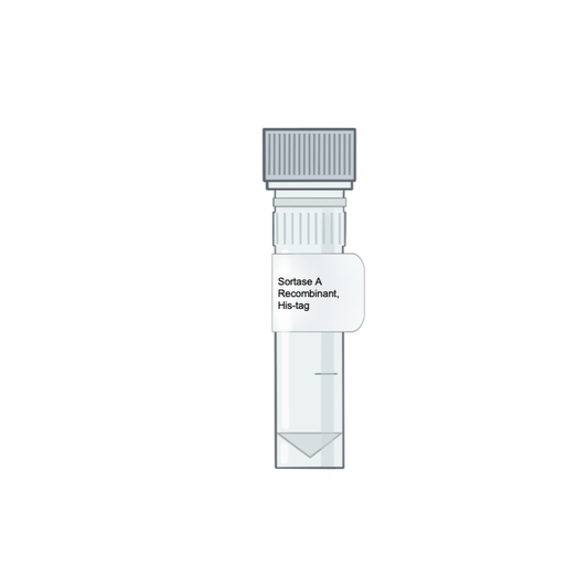 Recombinant Sortase A enzyme, Sortase A LPXTG ligase, protein labeling, antibody labeling, fluorophore labeling with Sortase A, peptide ligation enzymeÊ