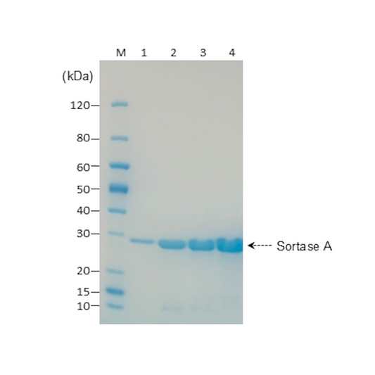 SDS-PAGE analysis showing high purity of Recombinant Sortase A enzyme at 22.2 kDa.