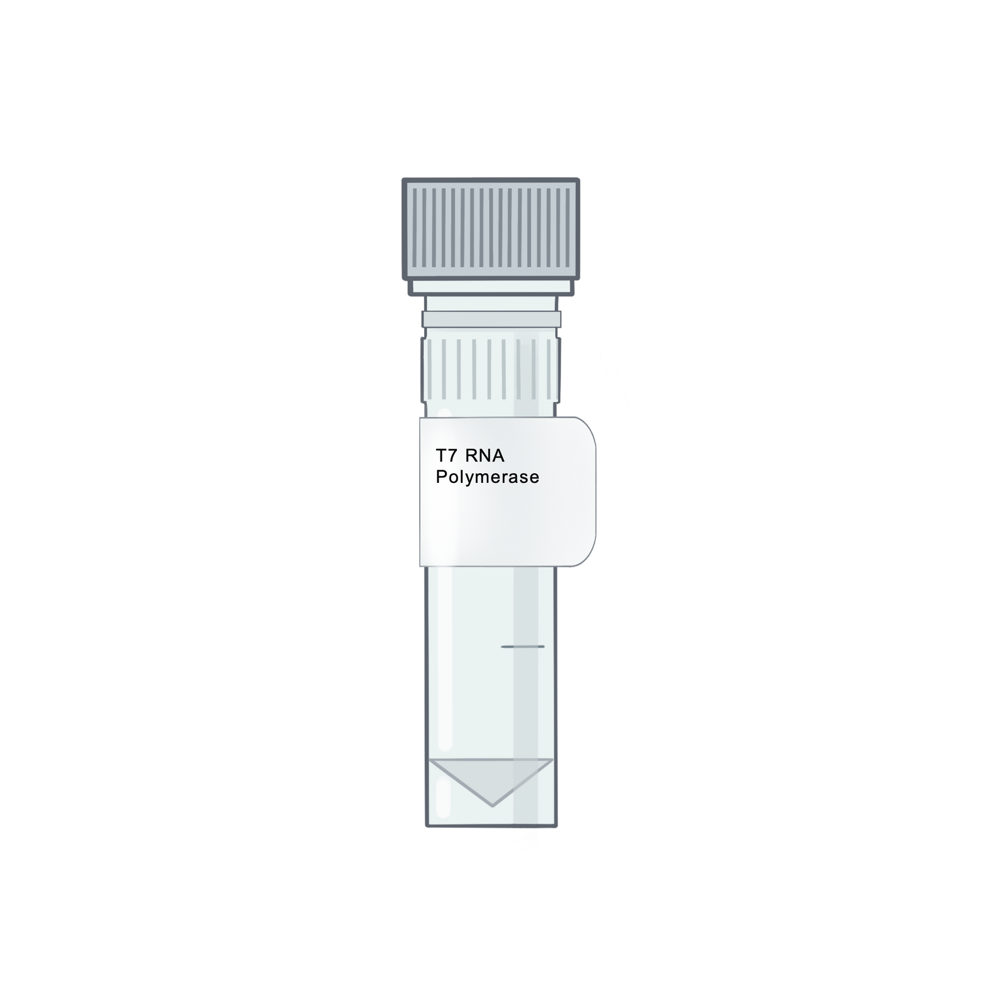 T7 RNA Polymerase - RNA Synthesis & Modification