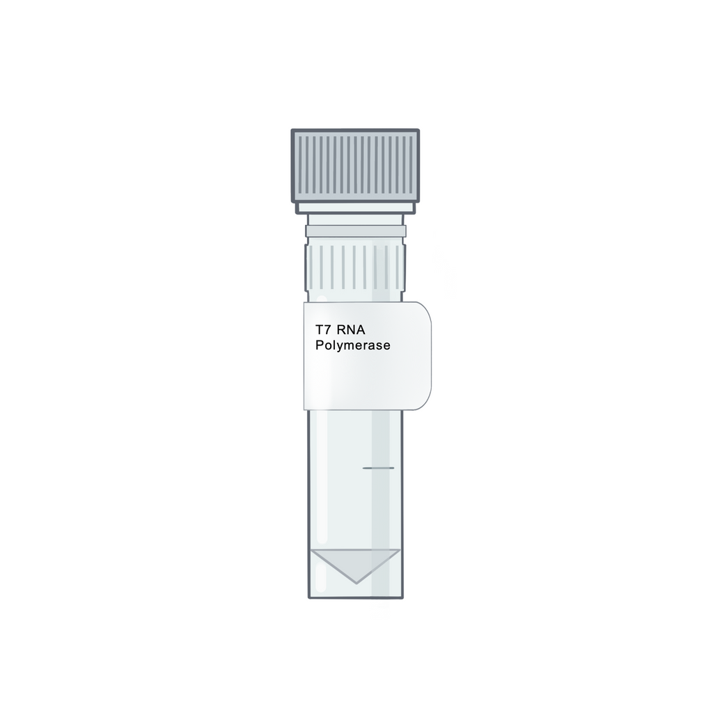 T7 RNA Polymerase - RNA Synthesis & Modification