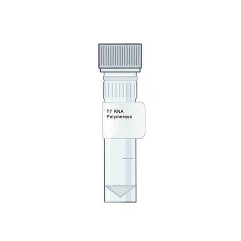 T7 RNA Polymerase - RNA Synthesis & Modification