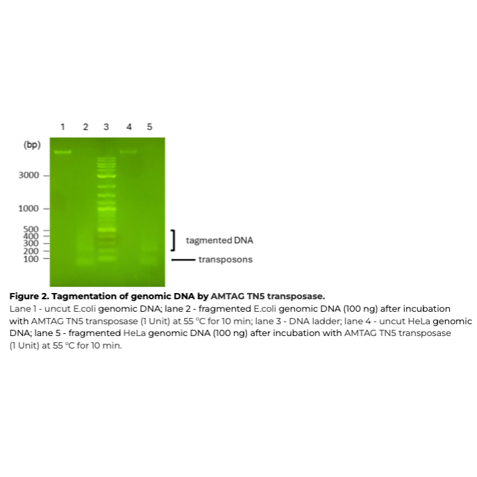 Agarose gel electrophoresis analysis showing tagmentation of genomic DNA by AMTAG TN5 transposase. The image displays five lanes labeled 1 through 5 on a green-stained fluorescent gel alongside a molecular weight ladder (bp) scaling from 100 to 3000. Lanes show uncut and fragmented E. coli and HeLa genomic DNA, demonstrating robust enzymatic fragmentation into smaller tagmented DNA smear patterns.
