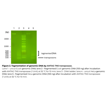 Agarose gel electrophoresis analysis showing tagmentation of genomic DNA by AMTAG TN5 transposase. The image displays five lanes labeled 1 through 5 on a green-stained fluorescent gel alongside a molecular weight ladder (bp) scaling from 100 to 3000. Lanes show uncut and fragmented E. coli and HeLa genomic DNA, demonstrating robust enzymatic fragmentation into smaller tagmented DNA smear patterns.