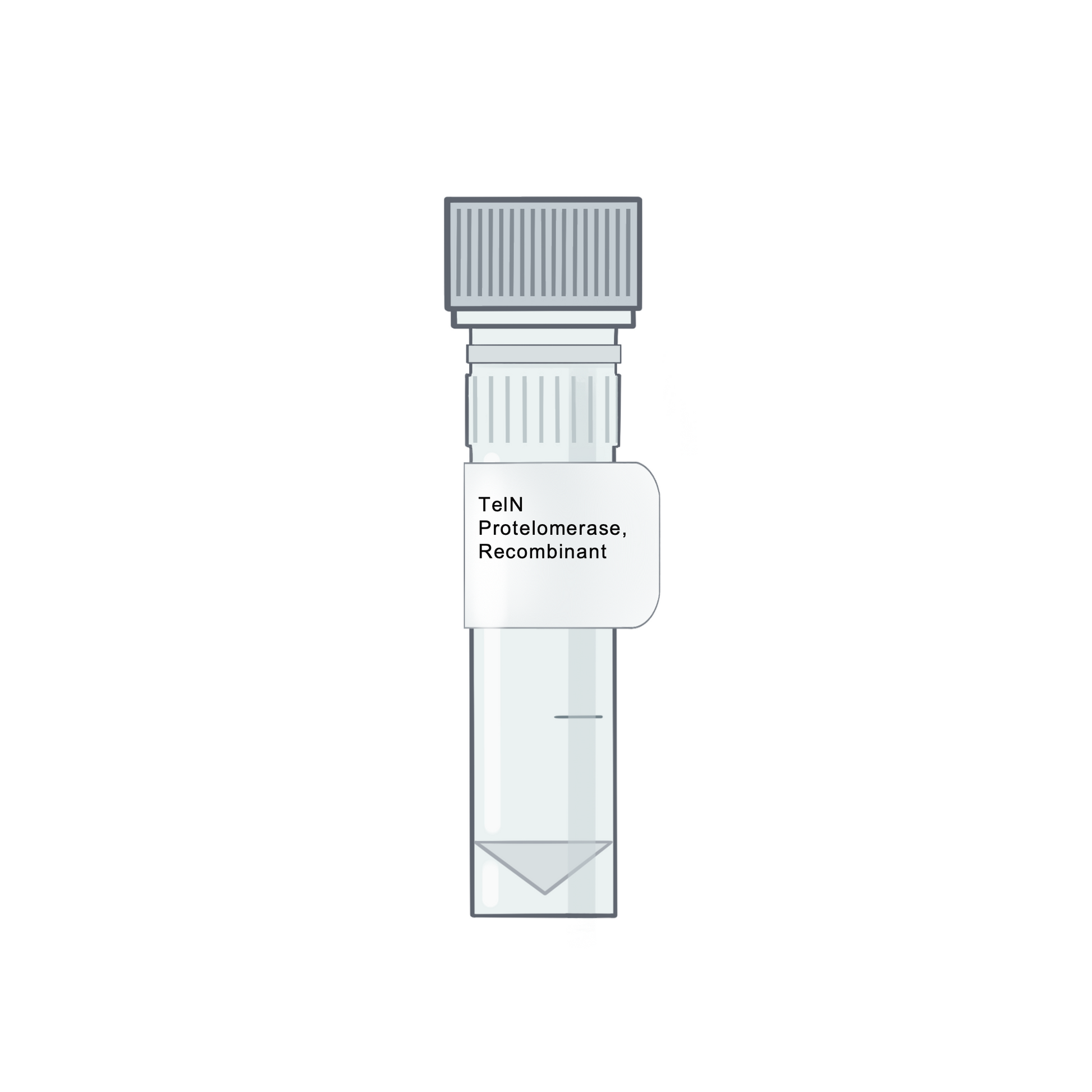 TelN Protelomerase, Recombinant - Recombinant Protein