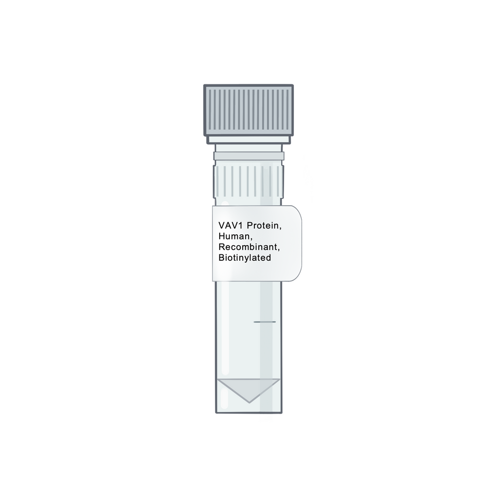 VAV1 Protein, Human, Recombinant, Biotinylated - Inflammatory Response Protein