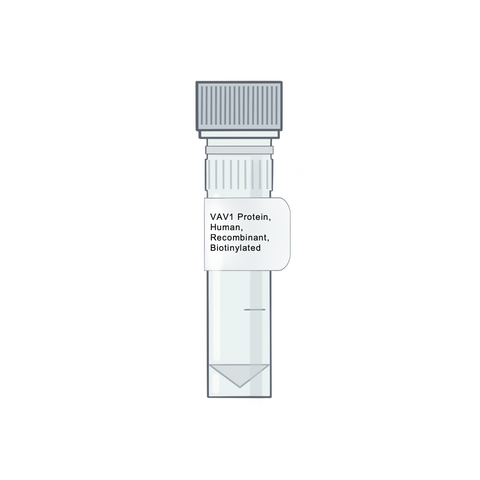 VAV1 Protein, Human, Recombinant, Biotinylated - Inflammatory Response Protein