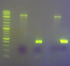 Visualization of nucleic acids with ZicherGreen Safe Gel Stain
