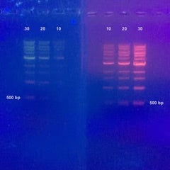 Comparison of gel stains. SYBR® Safe DNA Gel Stain (left panel) and ZicherRed Nucleic Acid Safe Gel Stain (right panel).