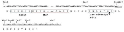 pTrham-6XHis-MBP Expression Vector for Improved Protein Solubility