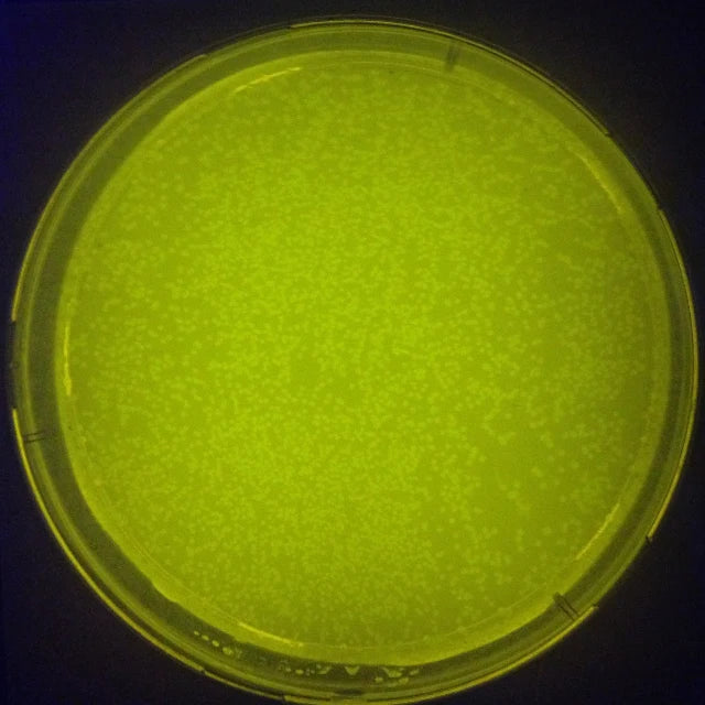 DH5-alpha E.coli Competent Cells for Library Preparation | DNA Plasmid | Polymerase Chain Reaction |  