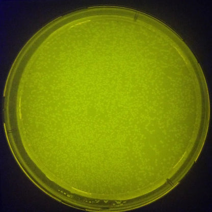 DH5-alpha E.coli Competent Cells for Library Preparation | DNA Plasmid | Polymerase Chain Reaction |  