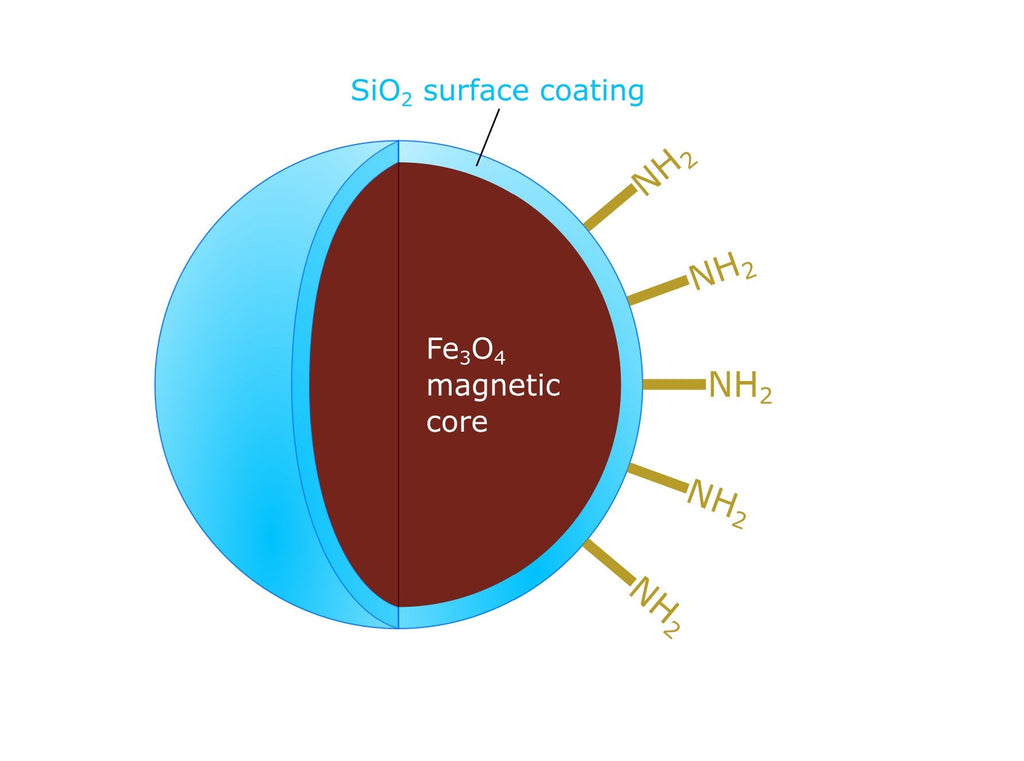 Amine Functionalized Magnetic Nanoparticles - AmiMag Nanoparticles | For conjugation with proteins, nucleotides, oligonucleotides, antibodies