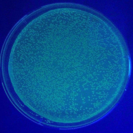 BL21 (DE3) chemically competent E. cells for High Level Protein Expression 