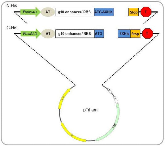 C-His-pTrham Rapid Cloning and Gene Expression Kit | Production of Toxic Proteins