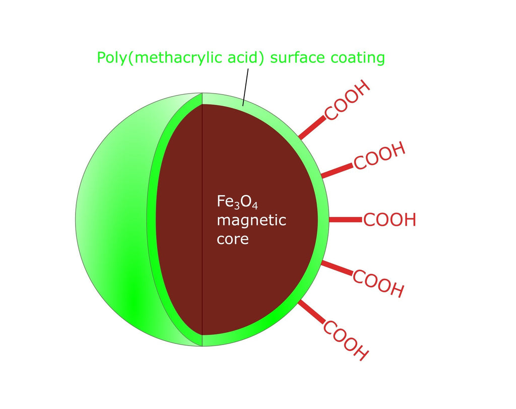 Carboxyl Functionalized Magnetic Nanoparticles | DNA extraction | Cells Separation 