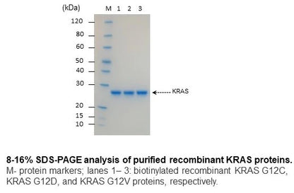 KRAS G12C Protein Human Recombinant Biotinylated | SDS-PAGE Analysis | Cancer Drug Discovery