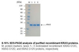 KRAS G12V Protein Human Recombinant   Biotinylated | SDS Page | Cancer Drug Discovery 