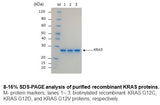 KRAS G12C Protein Human Recombinant Biotinylated | SDS-PAGE Analysis | Cancer Drug Discovery