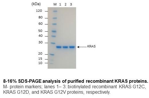 KRAS G12D Protein Human Recombinant Biotinylated | Cancer Drug Discovery | SDS-PAGE