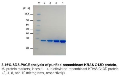 KRAS G13D Protein Biotinylated | SDS-Page Analysis | Cancer Drug Discover | Amid Biosciences