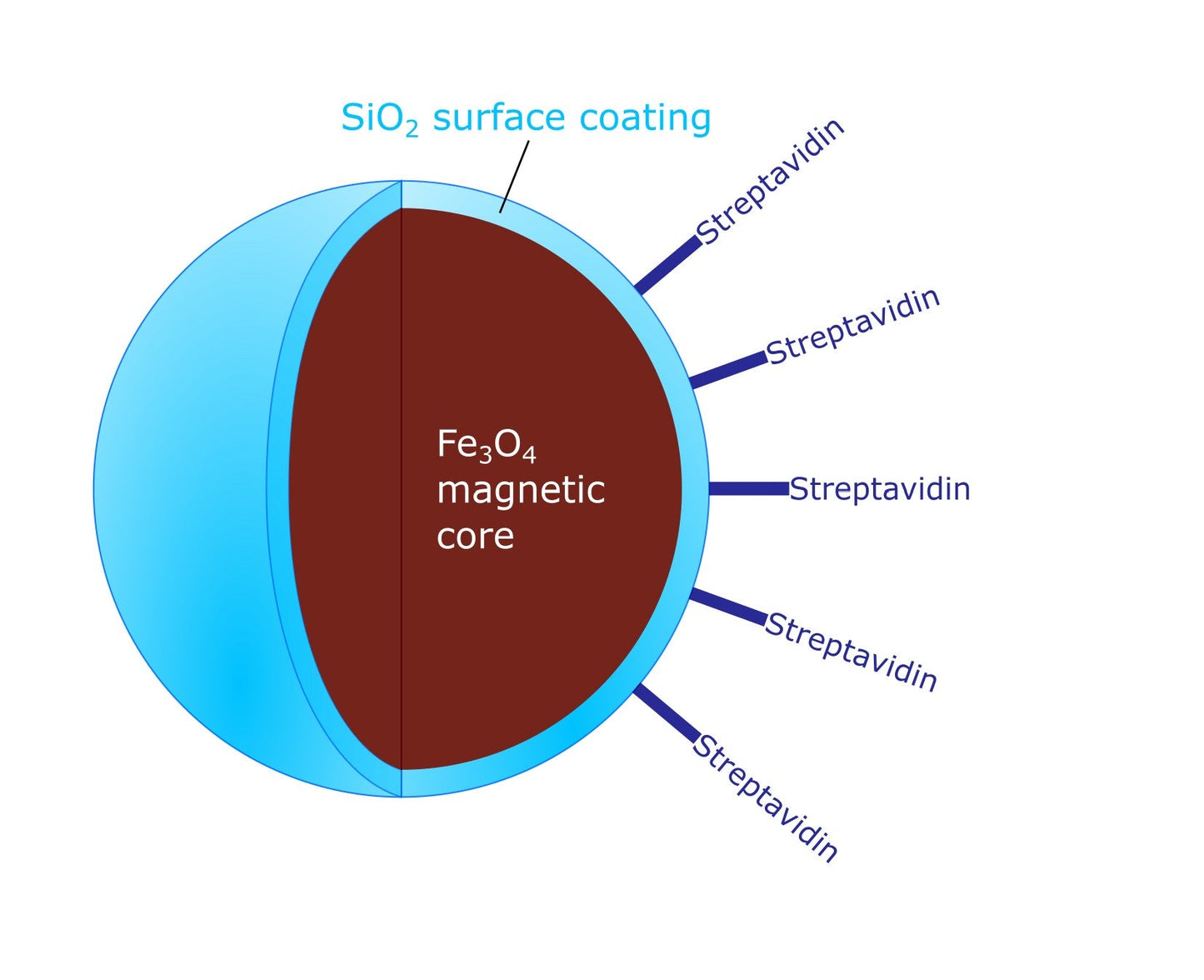 High Capacity Streptavidin Functionalized Magnetic Nanoparticles | Proteomic Analysis | Separation Biotinylated Biomolecules